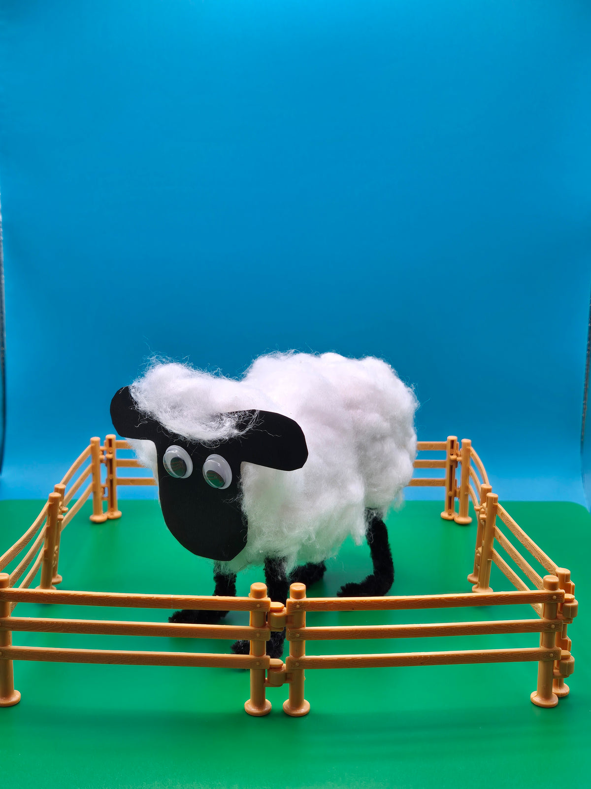 Schaap